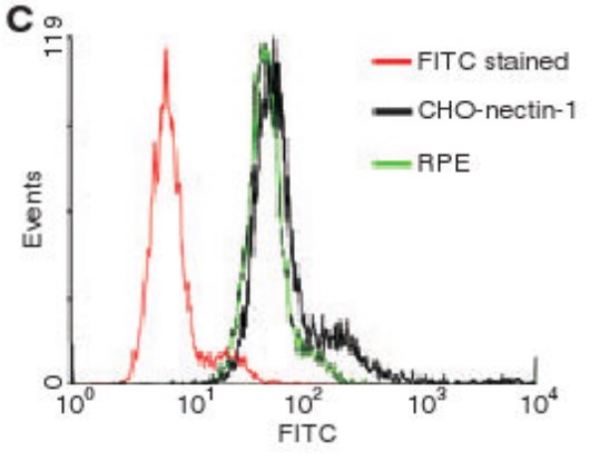 Cell surface expression of nectin-1 in cultured RPE cells by fluorescence-activated cell sorter (FACS) analysis.jpg